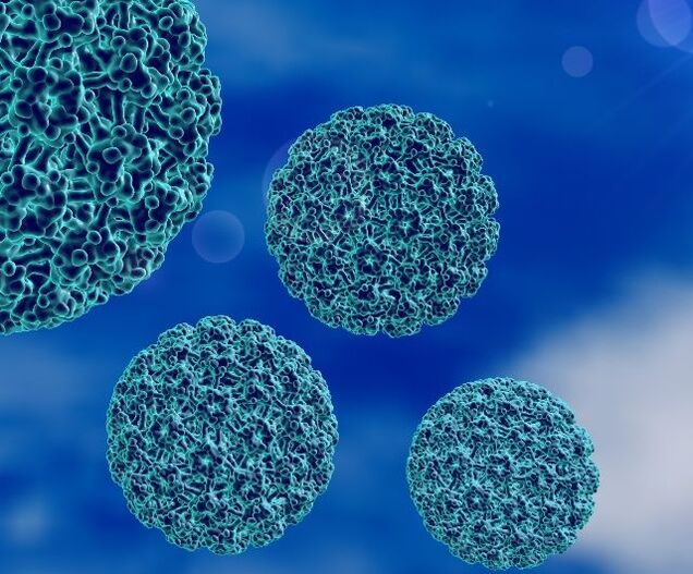 3D-Modell des HPV, das Fersenwarzen verursacht